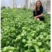 SPRAY FREE BASIL Grown In KATIKATI